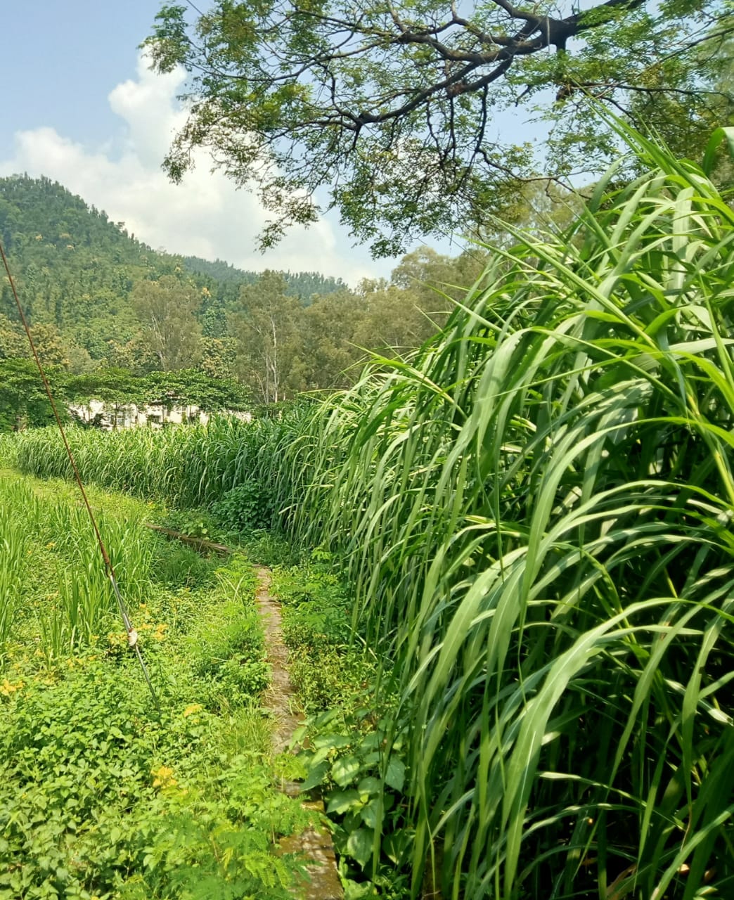 Napier Grass/Elephant Grass