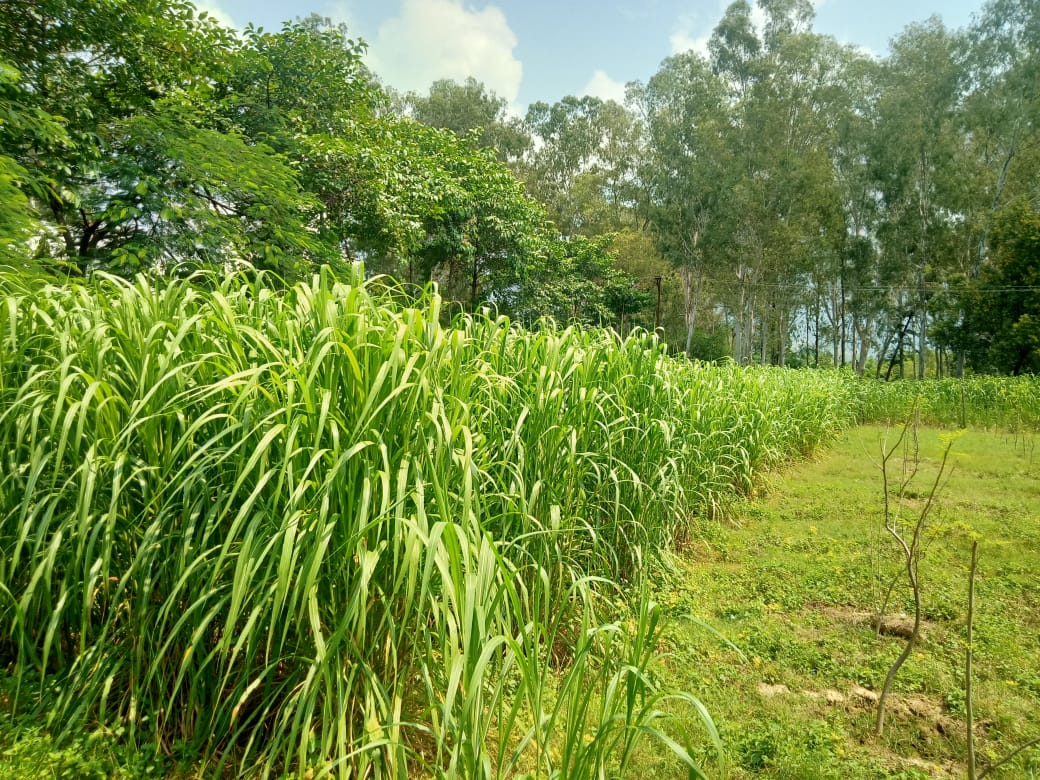 Napier Grass/Elephant Grass