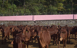 Animal Breeding Farm, Kalsi