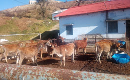 Exotic Cattle Breeding Farm, Bhararisain