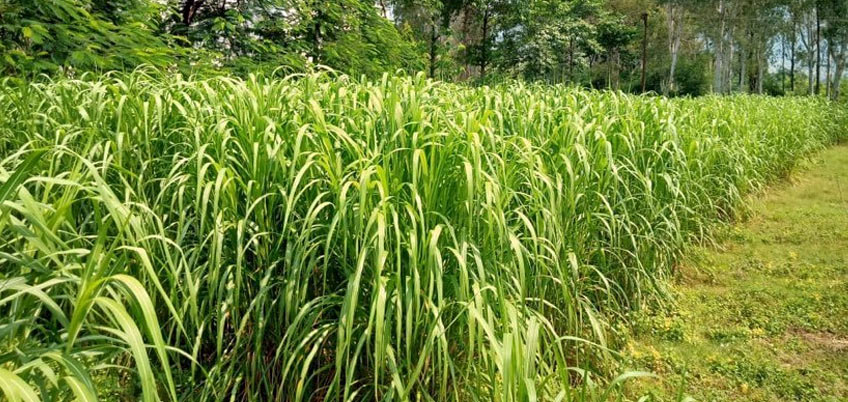 Napier Grass/Elephant Grass