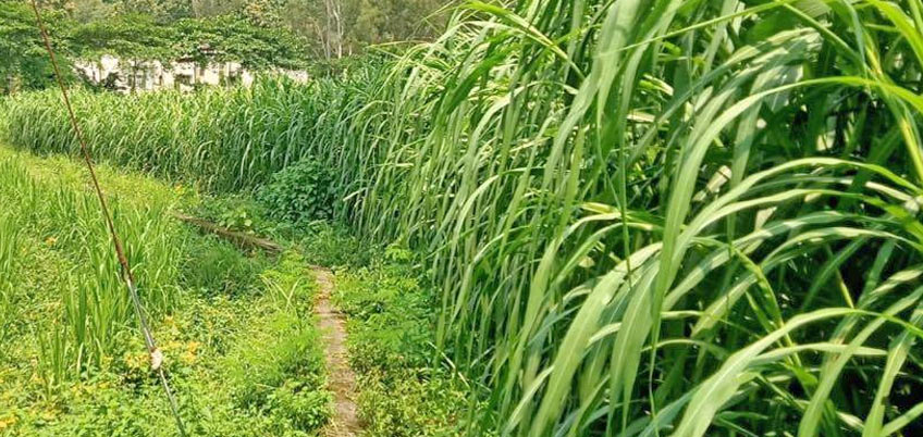 Napier Grass/Elephant Grass