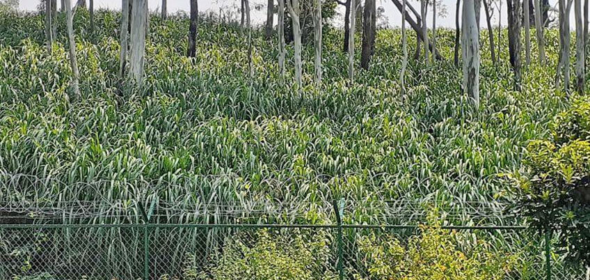 Napier Grass/Elephant Grass