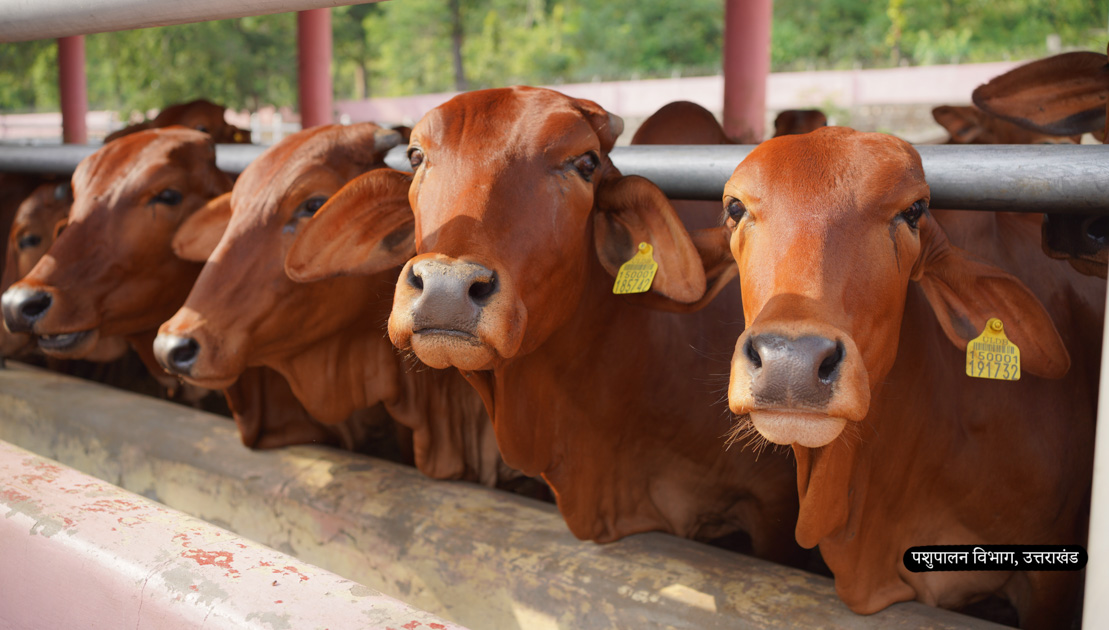 Uttarakhand Livestock Development Board