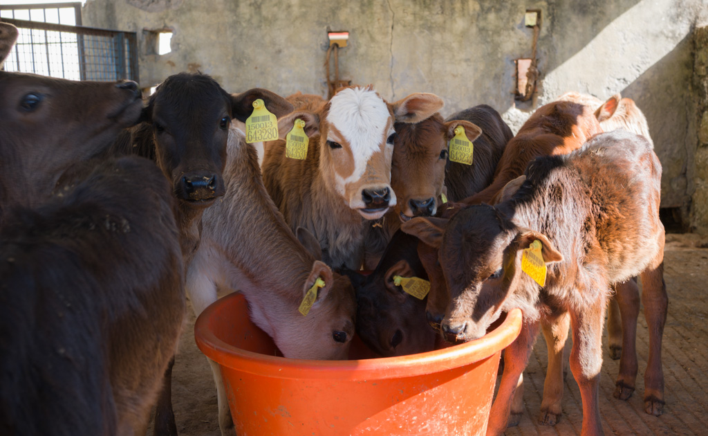 Uttarakhand Livestock Development Board